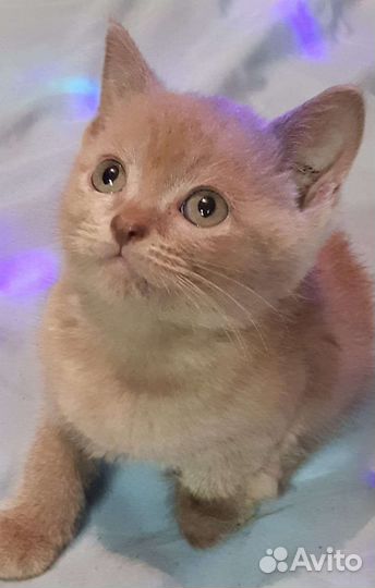 Британские котята
