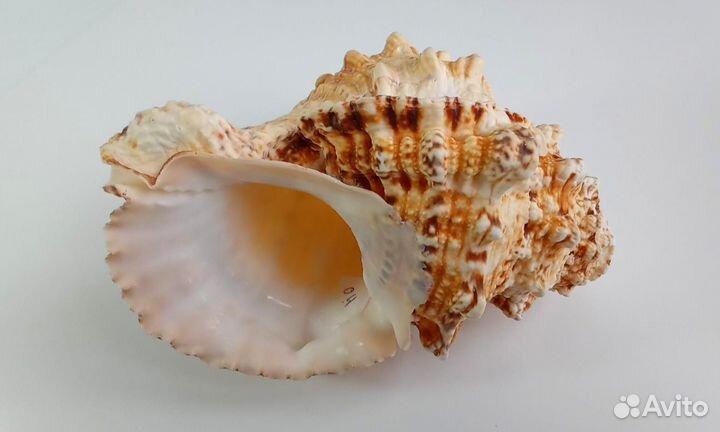 Поющая морская ракушка 04 Горн 18 см