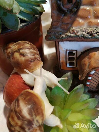 Улитки Архахатины бенины альбино (белотелые )