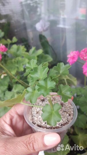 Пеларгония