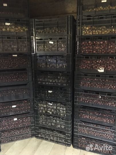 Лук семейный Кудымкарский