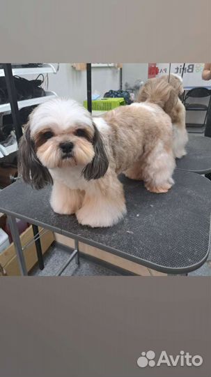 Стрижка кошек и собак