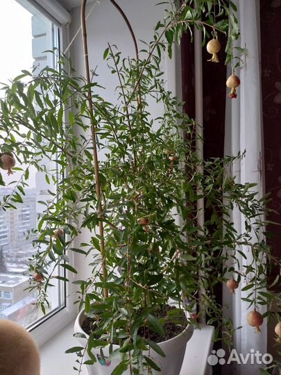 Декоративный гранат