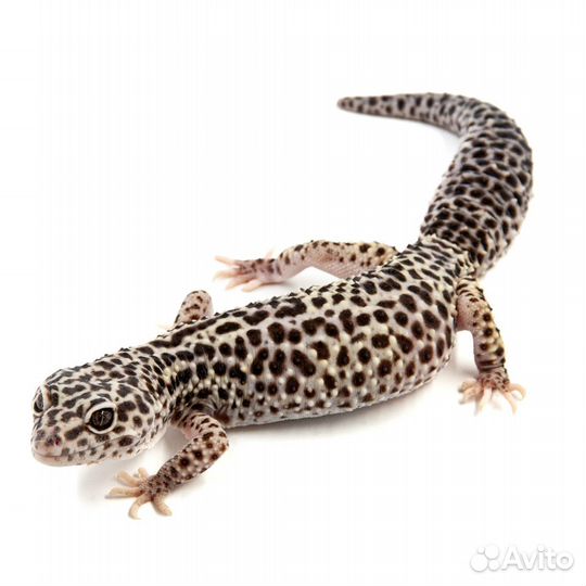 Эублефар пятнистый самка Mack Snow, L
