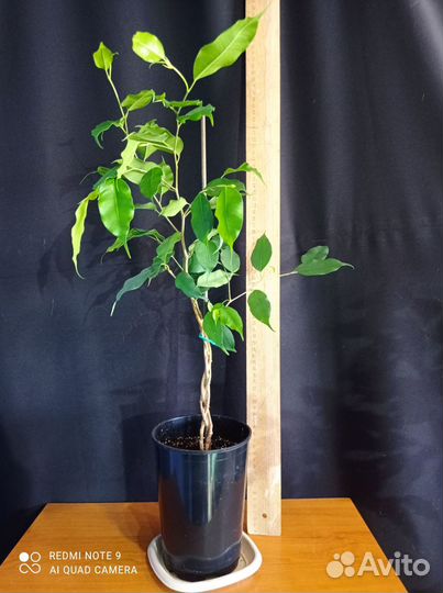 Фикус бенджамина