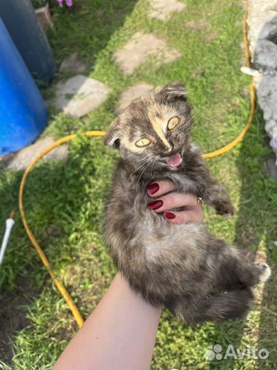 Котёнок