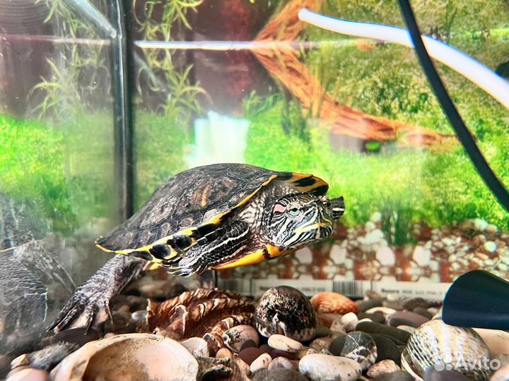 Аквариум на 150 литров