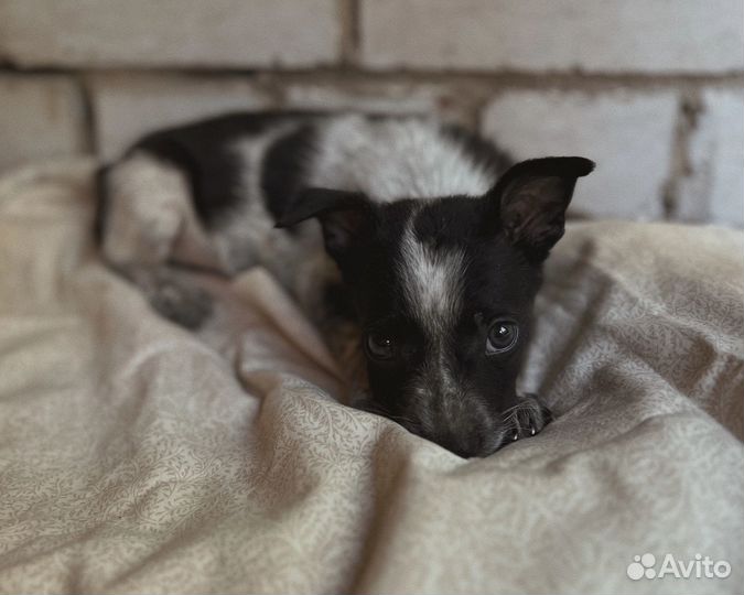 Собака в добрые руки