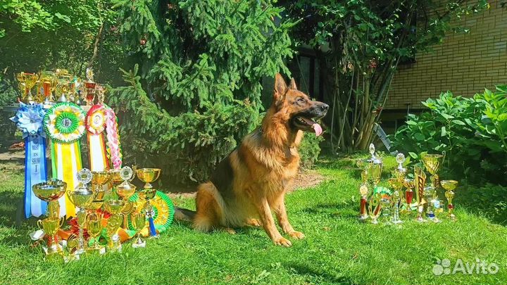 Кобель Немецкой овчарки Вязка