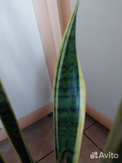 Сансевиерия