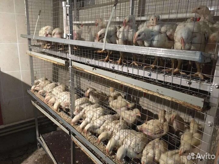 Живая птица (халяль)