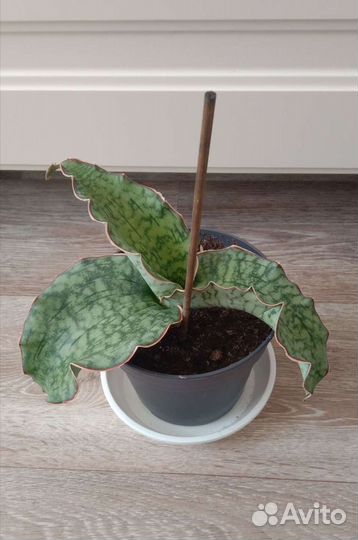 Сансевиерия Стар Грин Гранит