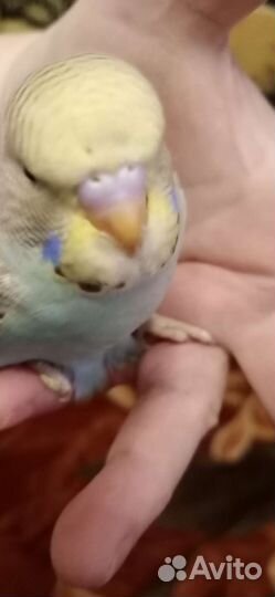 Птенцы волнистый попугай