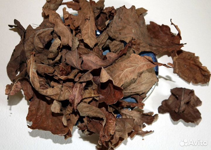 Жёлтый лишайник и листовой опад