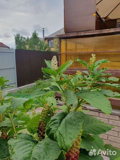 Лаконос ягодный