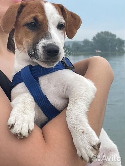 Джек Рассел терьер