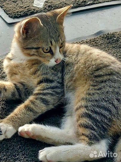 Котёнок через 3 дня окажется на улице