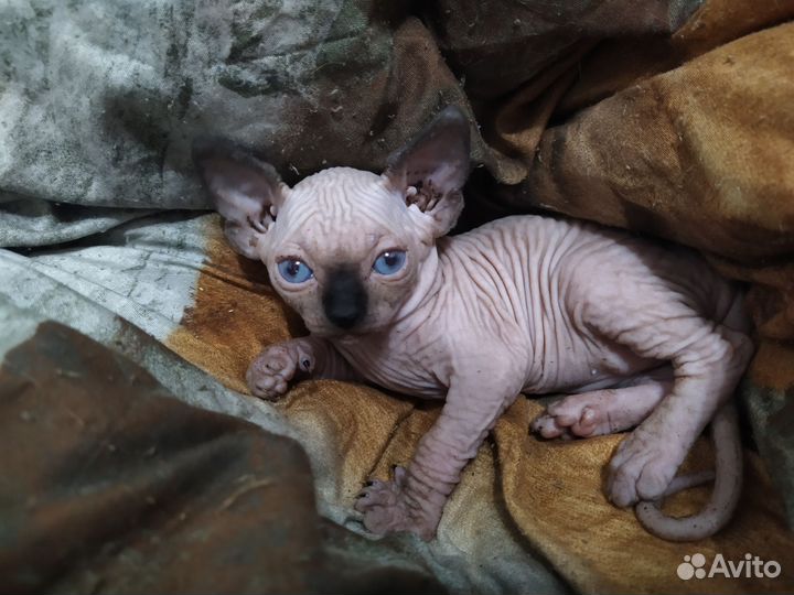 Котята сфинкс