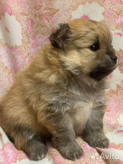 Малый немецкий шпиц щенки