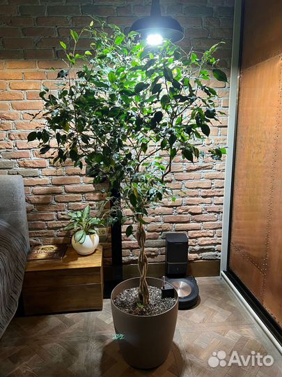 Фикус Бенжамина большой