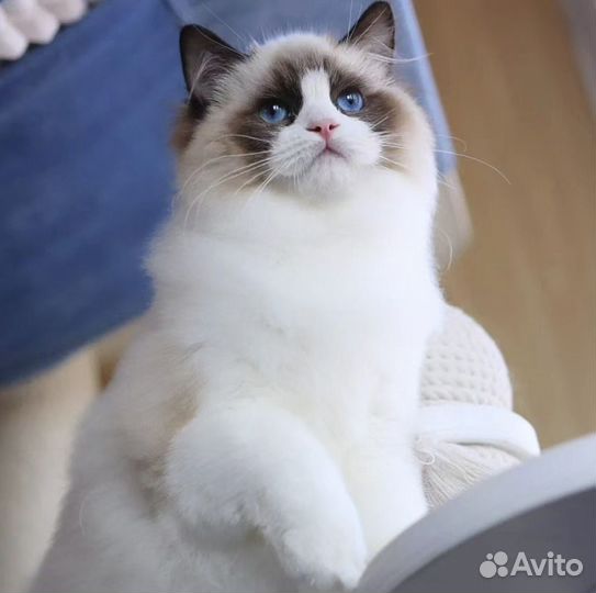Котенок рэгдолл девочка