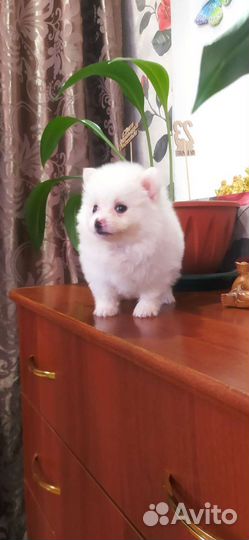 Щенки шпица