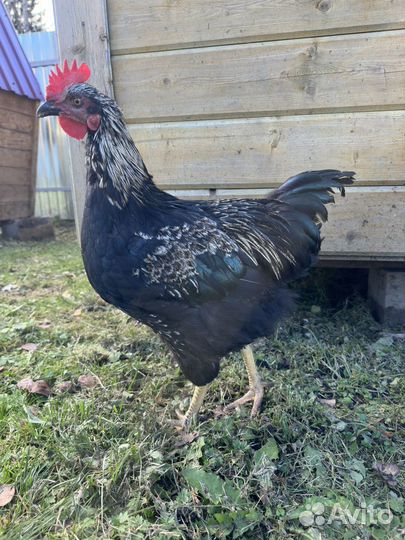 Петух с геном коричневого яйца