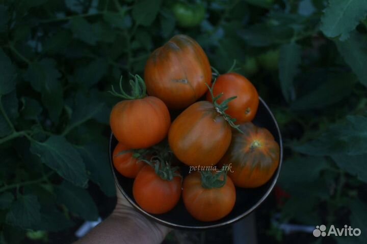 Семена томата JR13 Охровая груша