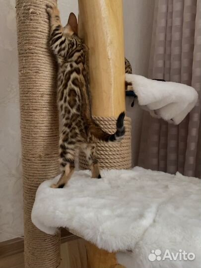 Бенгальский котенок мальчик