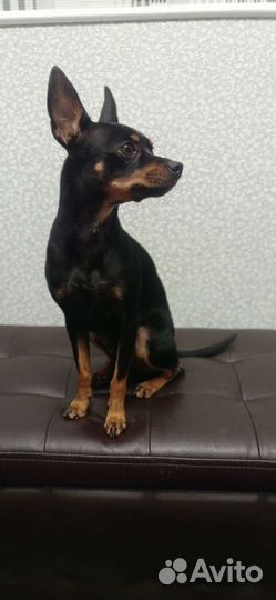 Вязка той-терьер