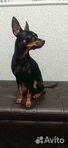 Вязка той-терьер