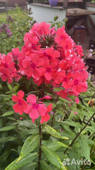 Флокс метельчатый