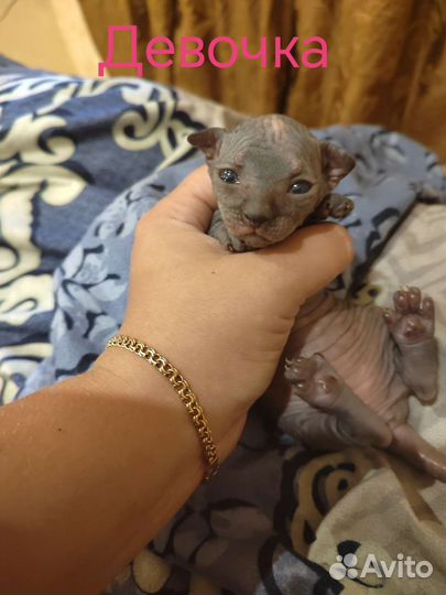 Канадский сфинкс котенок