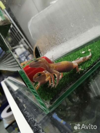 Геккон эублефар