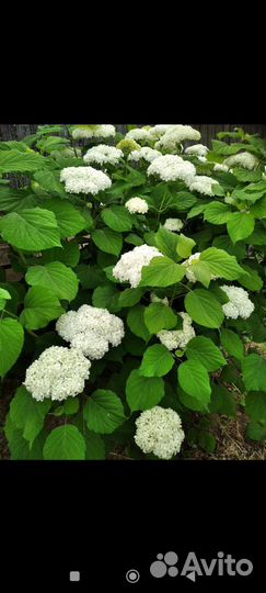 Пионы, щебетская малина, гортензия