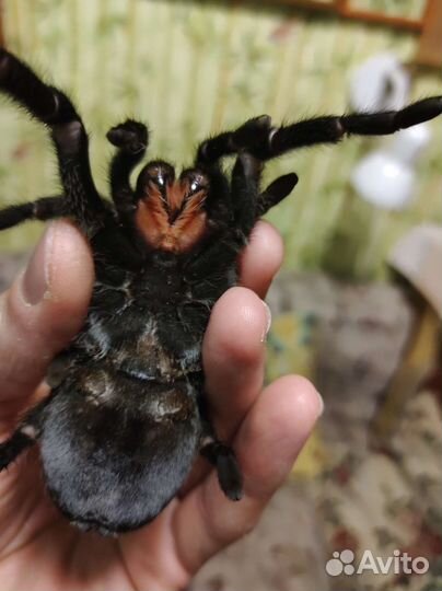 Grammostola pulchra-пауки птицееды