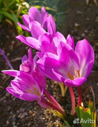 Луковицы осеннего безвременника колхикум