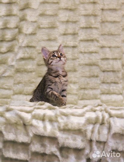 Представляем вашему вниманию чудесную Тессу