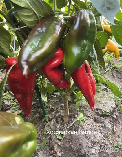 Семена урожайного перца