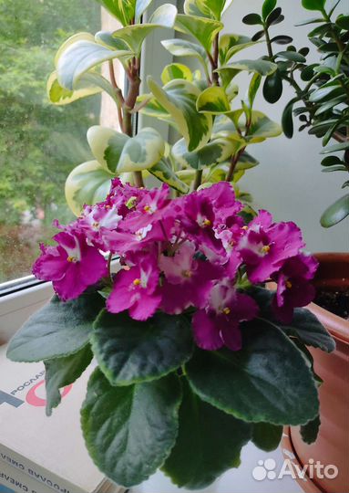 Фиалки сортовые