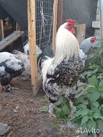 Молодые петухи