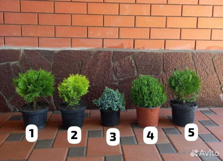 Можжевельники