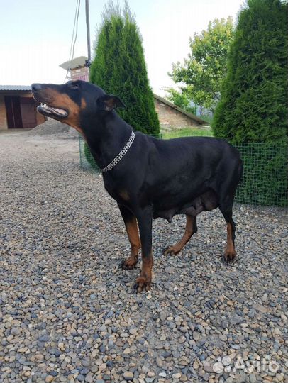 Собаки щенки добермана