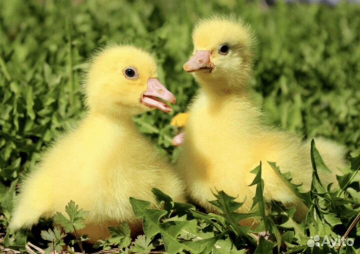 Гусята Линдовские