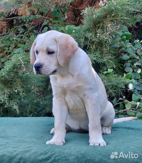 Щенок Лабрадора