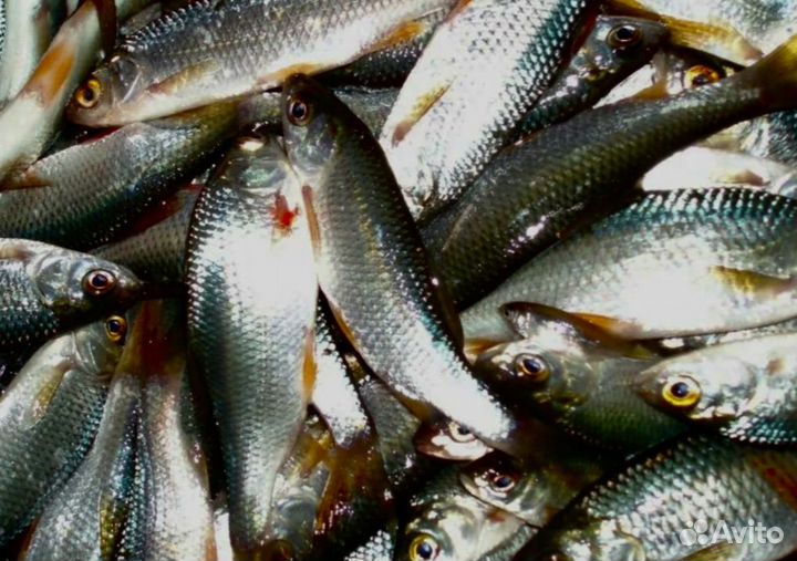 Живец плотва