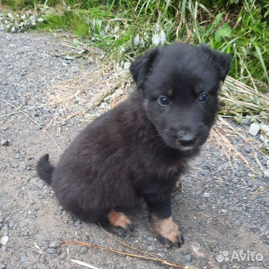 Щенки в поисках дома