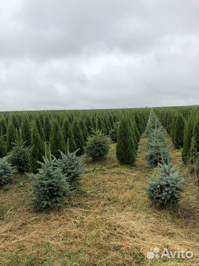 Ель голубая