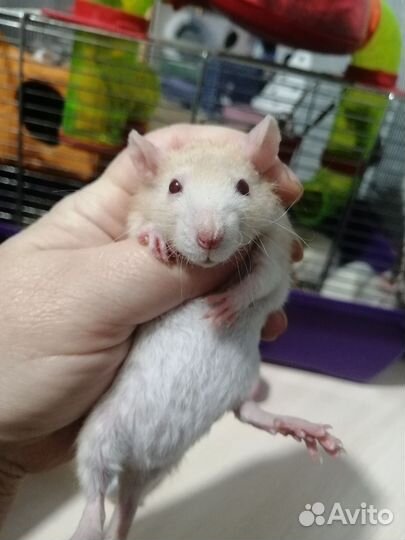Крыса крысята дамбо