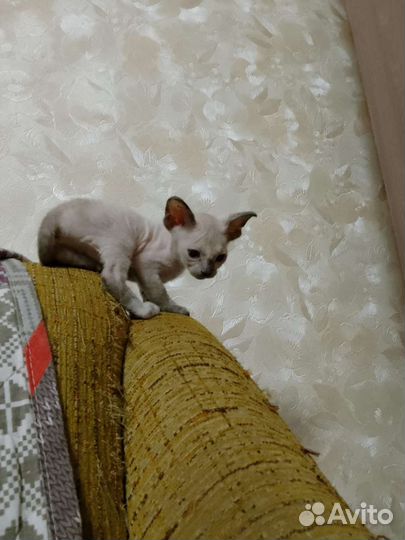 Котята сфинкс